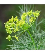 MX Dill Seeds Bouquet Heirloom Non GMO High Yield Bulk Seed - €8,66 EUR MX Dill Seeds Bouquet Heirloom Non GMO High Yield Bulk Seed - €8,66 EUR