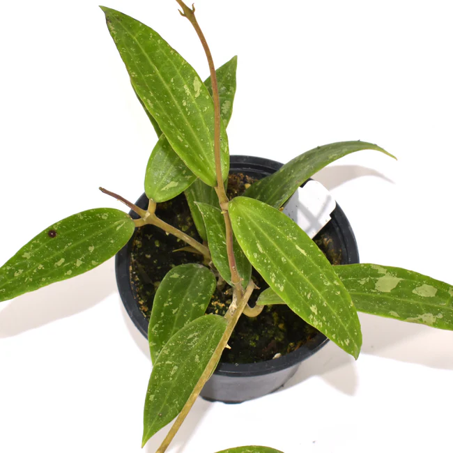 LWS Hoya sp. Loei Province 3.5 inch Fast Shipping - $89.98
