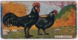 Cowan Co Toronto Card Black Minorcas Chicken Series - $9.89