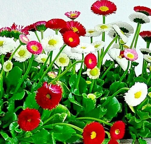 Bellis Perennis Super Enorma Flower 300 Seeds (Mix) English Daisy Fresh Garden - £7.88 GBP