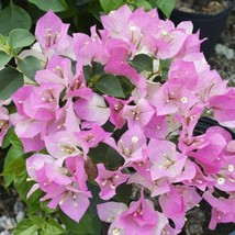 starter/plug Plant Well Rooted Imperial Thai Delight Bougainvillea - £30.32 GBP