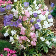 JGBOS Sell 300 Seeds Canterbury Bells Mix Colors Campanula Seeds From My Garden  - $8.35