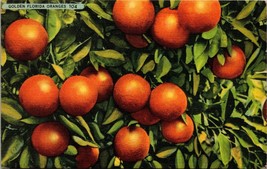 Golden Florida Oranges Postcard PC135 - £3.92 GBP