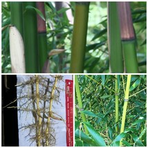 6-10&quot; Tall Hardy Timber Rhizome Red Margin Bamboo Phyllostachys rubromarginata - £62.25 GBP