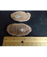 Mazon Creek Belotelson Magister (Shrimp) Fossil - $81.49 CAD