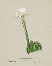 11464.Decor Poster.Room Wall.Home art design.Cactus flower.Biology illustration - £12.74 GBP+