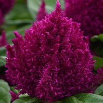 Celosia Seeds First Flame Purple 50 Pelleted Seeds Fresh Garden - $15.09