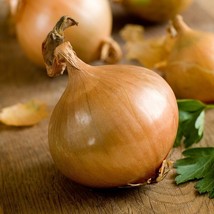 Onion Seeds 200+ Texas Early Grano 502 Yellow Vegetable - $8.98
