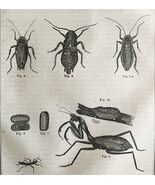 Praying Mantis Roaches Earwigs 1863 Victorian Farming Agriculture Insect... - $918.20 MXN