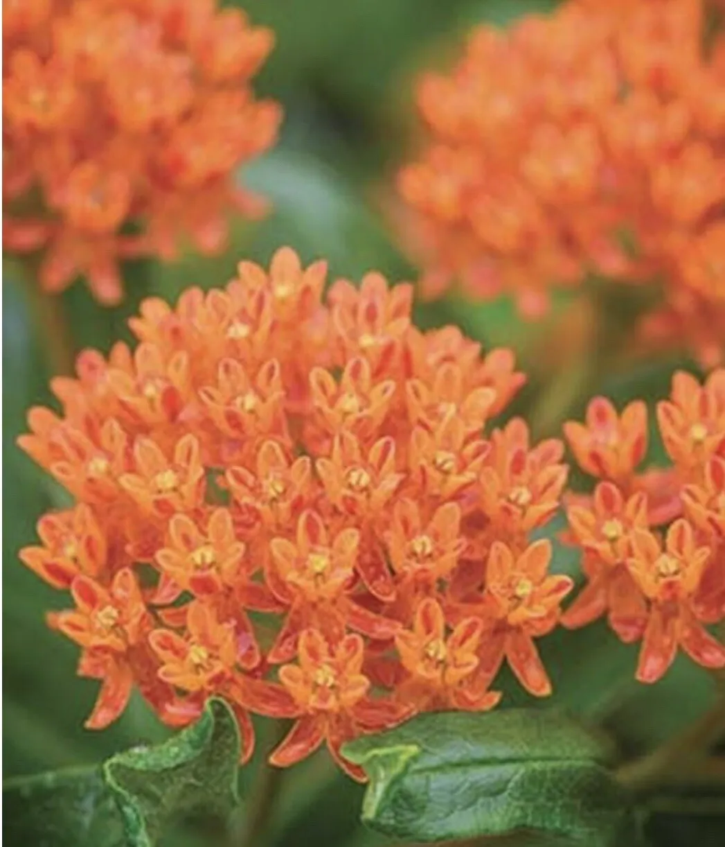 Plus Butterfly Milkweed Seeds-Open Pollinated-NON GMO 50 Seeds - £5.90 GBP