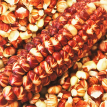 KKG Starburst Manna Ornamental Corn Seeds Magic Red Parching Dent Indian... - $7.89