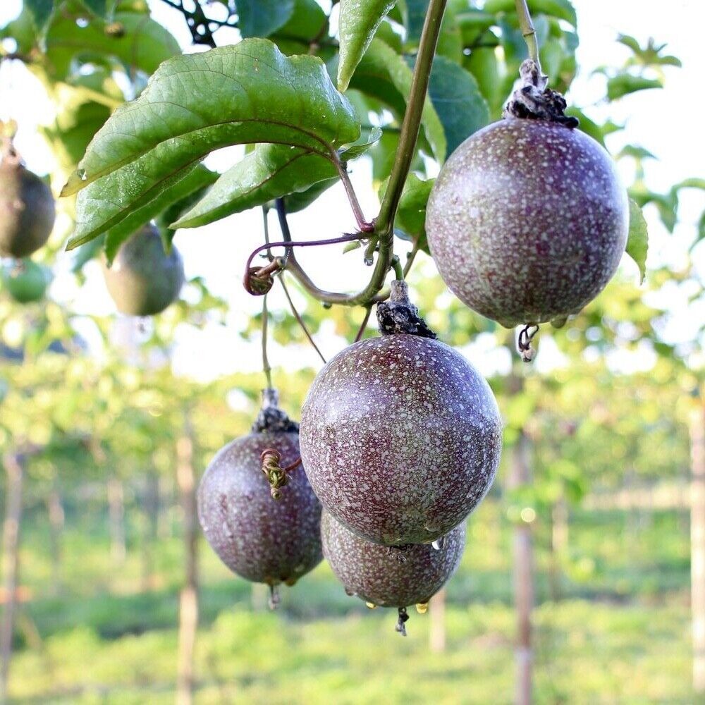 Live Plants Purple Vine Passion Fruit maracuya Passiflora edulis 12"- 24" - £47.16 GBP