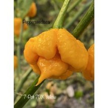 25 Seeeds 7Dx Yellow Pepper Seeds Fresh Seeds - £5.40 GBP