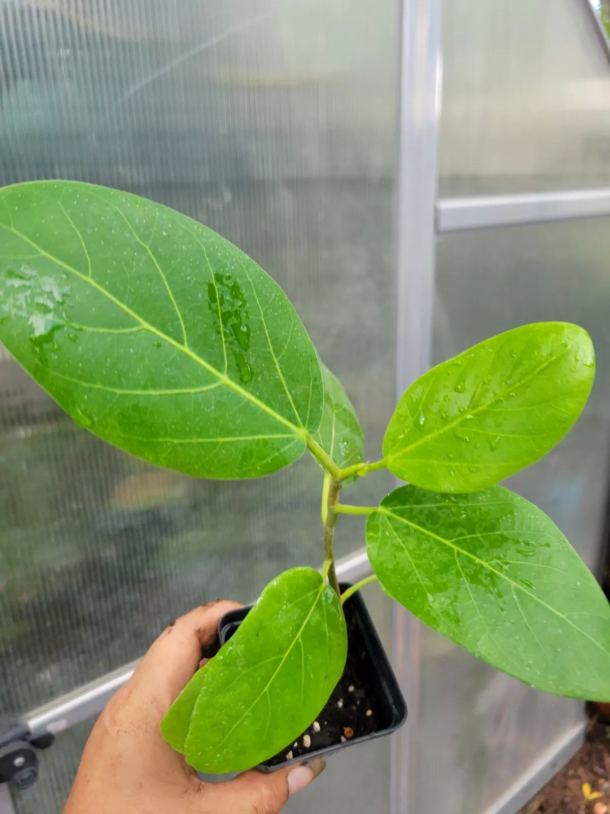 Audrey Fig (Banyan Tree) - Ficus benghalensis 6 To 12 Inches Tree 3 Inch... - $19.00