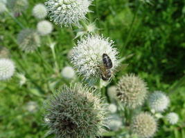 SHIPPED FROM US 400 Rattlesnake Master / Button Snakeroot Flower Seeds, LC03 - £16.76 GBP