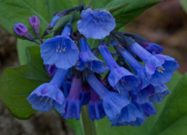 10 Pc Seeds Mertensia Virginica Flower, Virginia Bluebells Seeds for Planting RK - £20.14 GBP