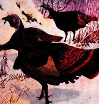 1917 Wild American Turkey Plate Print Game Bird Art Lynn Bogue Hunt DWUU5 - $13.50 1917 Wild American Turkey Plate Print Game Bird Art Lynn Bogue Hunt DWUU5 - $13.50