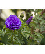 Live Plant Alyogyne huegelii Blue Hibiscus, Outdoor Plant, Houseplant - $35.95
