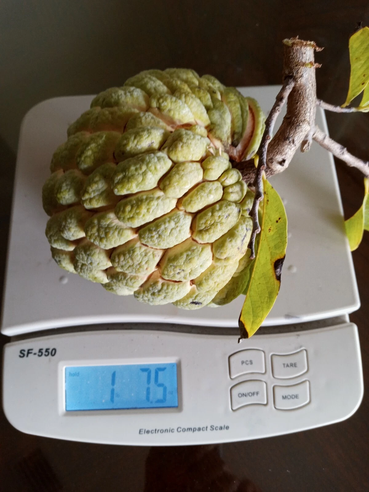 20 Organic Sugar Apple Seeds | Annona Squamosa Custard Apple | NON-GMO| ... - $14.72