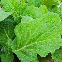 Mustard Seeds Florida Broadleaf Mustard Seeds Heirloom 250 Seeds - $9.00