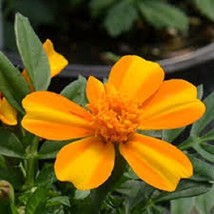 TH 35 Seeds Bambino Orange And Yellow Bi-Color French Dwarf Marigold Annual Flow - $15.08