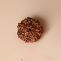 7 Mukhi Rudraksha Original Certified Nepal Origin Brown Bead 15-18 mm Si... - $41.95