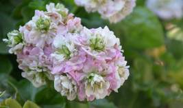 Geranium Light Purple White Light Green Big Blooms Perennial Flowers, 10 Seeds - £9.55 GBP