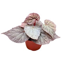 Begonia Rex &#39;Silver&#39; in a 6 inch Pot Large Leaf Variety - $27.83