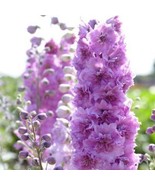 50 Sweethearts Delphinium Seeds Perennial Garden Flower Seed Flowers US ... - $147.79 MXN