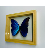 Mothers Day Gift Blue  Morpho Butterfly  - $76.51