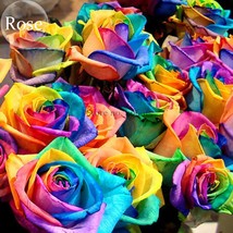 Colorful Rainbow Rose Valentine Lover 50 light fragrant perennial flowers E3769 - $8.78