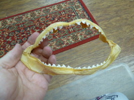 sj470-180-15) 7&quot; Tiger SHARK B grade jaw sharks jaws teeth taxidermy edu... - $983.35 MXN