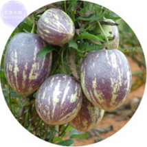 NEW BELLFARM Solanum muricatum Aiton Ginseng Fruit 50 Seeds, Professional Pack,  - £14.88 GBP