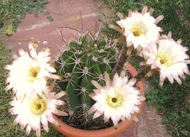 Echinopsis leucantha rare cactus plant flowering succulent cacti seed 15 seeds - £7.18 GBP
