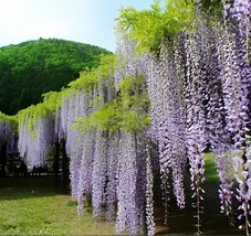 20 Seeds Wisteria Wisteria Vine saplings Bonsai Upscale Vegetable Garden Plants - $13.97