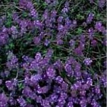 Thyme Mother Of Thyme Seeds 20+ Seeds Non Gmo Fruit Herb Flowe Fresh - £8.45 GBP