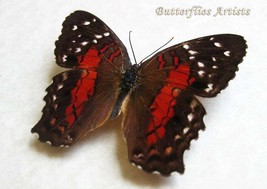 Scarlet Peacock Anartia Amathea Real Butterfly Entomology Collectible Shadowbox  - £36.90 GBP