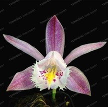 100  pcs/Bag Pleione Bonsai Rare Orchid Bonsai Popular Perennial Garden Gorgeous - £4.76 GBP