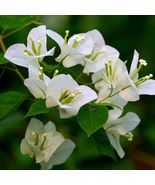 Bougainvillea White Vivid Color Starter Live Flower Plant Fast Grow New ... - $25.97 CAD+