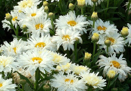 Leucanthemum Crazy Daisy Shasta Daisy20 Seeds USA Seeds Fast Shipping - £12.09 GBP