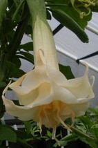 US Seller 10 Marshmallow Sun Angel Trumpet Seeds Flowers - £8.91 GBP