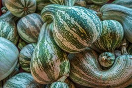 Green Striped Cushaw Pumpkin Seeds 10 Squash Gourd VegetableFrom US  - $8.35