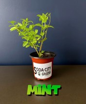 Fresh Seeds Peppermint Mint Herb Live Plant - £9.65 GBP