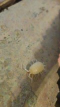30 Porcellionides pruinosus &#39;White Out&#39; Isopods Free Shipping - $28.04