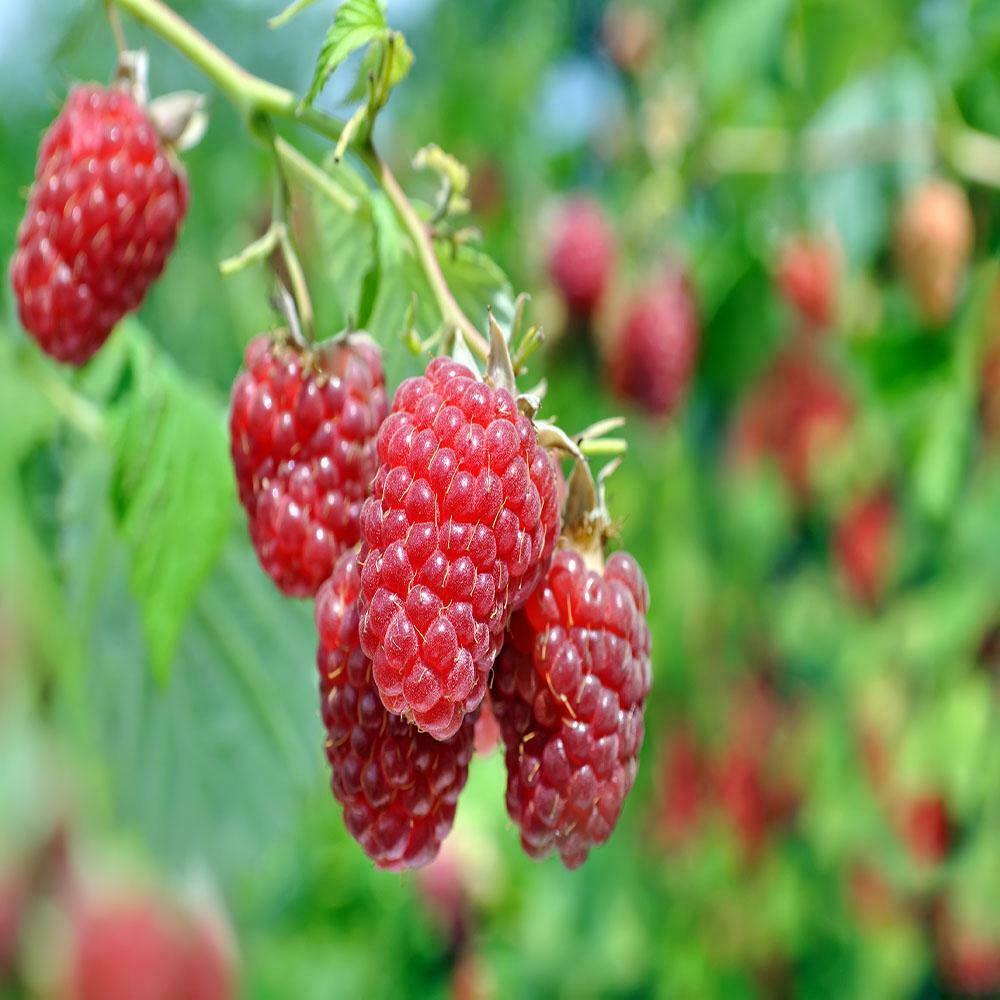 Caroline raspberry Plants-NON-GMO-Buy-4-Get-1 - £15.15 GBP - £90.39 GBP