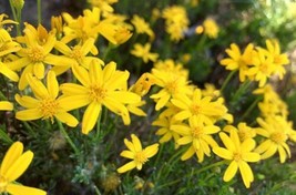 Damianita Daisy, Chrysactinia Mexicana  100 Seeds 2024   From US - $9.99