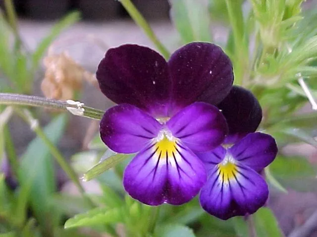 340 SEEDS - Johnny Jump-Up - Viola tricolor VIOLET -  - €1,46 EUR