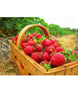  Eclair Strawberry Plants    Extra Sweet and Fragrant Berries - $15.79+