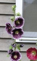 25 Purple White Hollyhock Seeds Perennial Giant Flower Garden Seed Flower USA Fa - £12.00 GBP