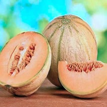 Golden Cantaloupe Melon Vegetable Seeds Fresh Seeds USA - $14.26